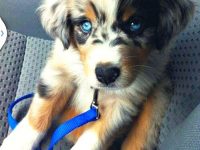 pastor ovejero australiano