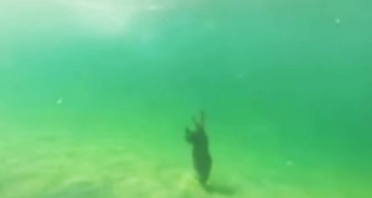 perro buceador video bucea 3,5 metros