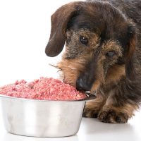 qué comen los perros