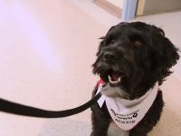 moxie perro terapia niños hospital