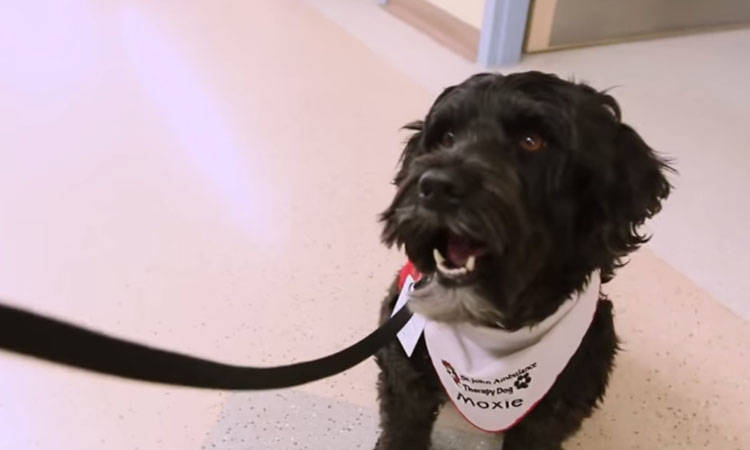 moxie perro terapia niños hospital