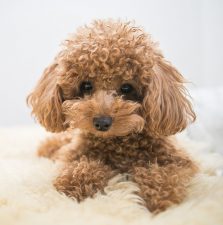 Caniche (Poodle)