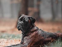 bullmastiff perro