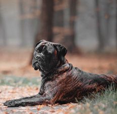 Bullmastiff