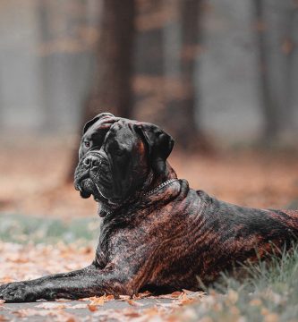 bullmastiff perro