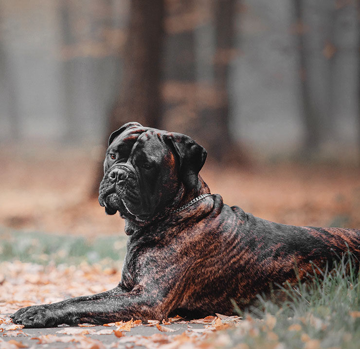 bullmastiff perro