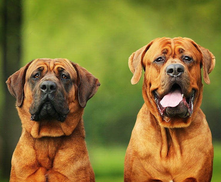 Tosa Inu Precio Cuidados Imágenes Razas De Perros