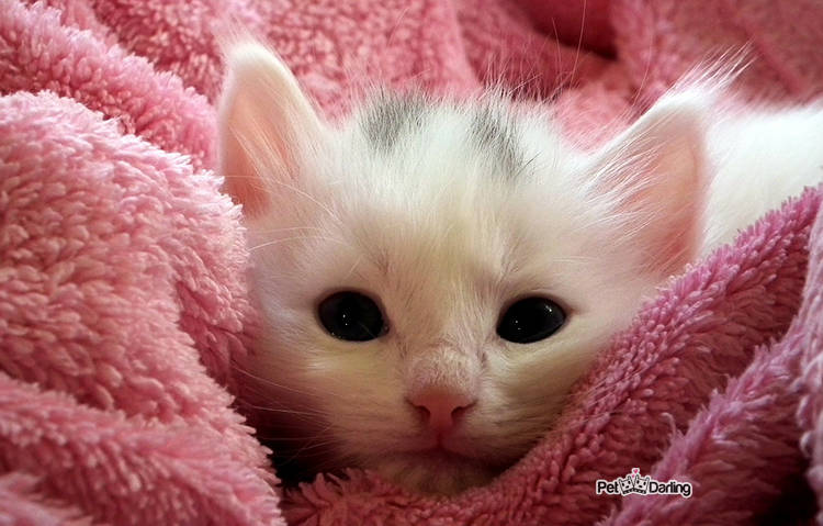 se puede dar leche para gatitos a un cachorro perro