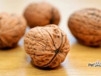 que frutos secos pueden comer los perros