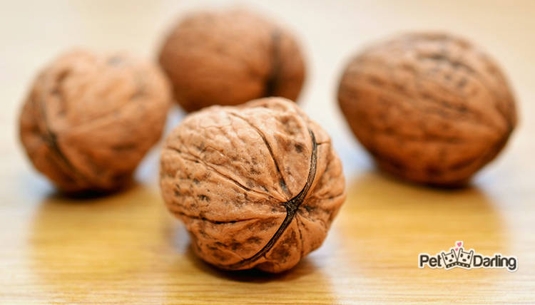 que frutos secos pueden comer los perros