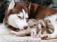 como saber si mi perra va a parir