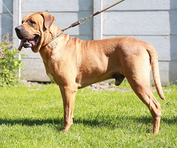 Tosa Inu Precio Cuidados Imágenes Razas De Perros