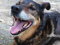 una perra de 9 años puede quedar embarazada preñada