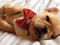 video bulldog frances cachorro duerme pajarita roja