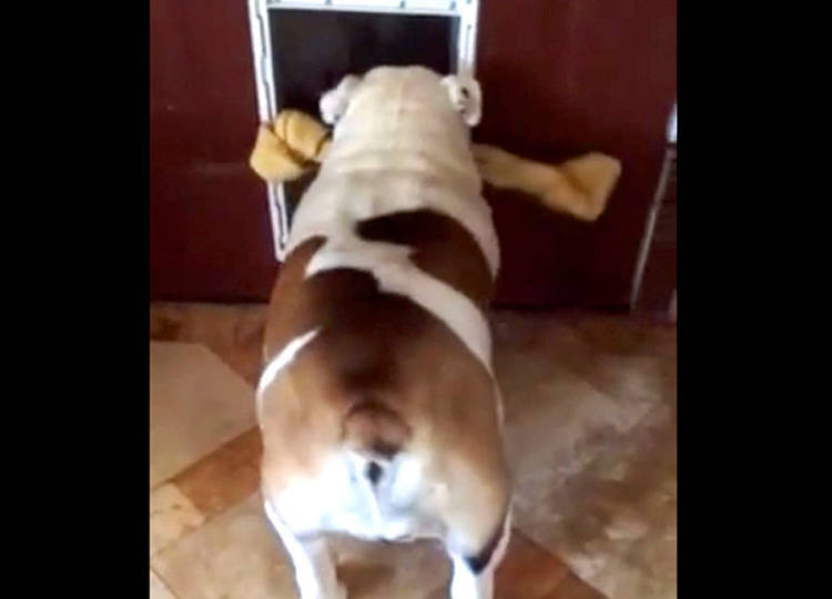 video bulldog pasa puerta con hueso grande
