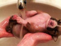 video cachorro rescatado de 2 semanas ducha grifo lavabo