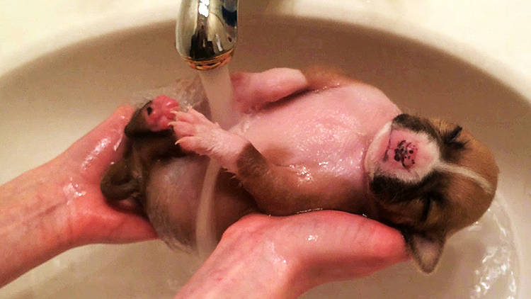 video cachorro rescatado de 2 semanas ducha grifo lavabo