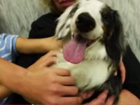 corey perro ciego rescatado video humane society