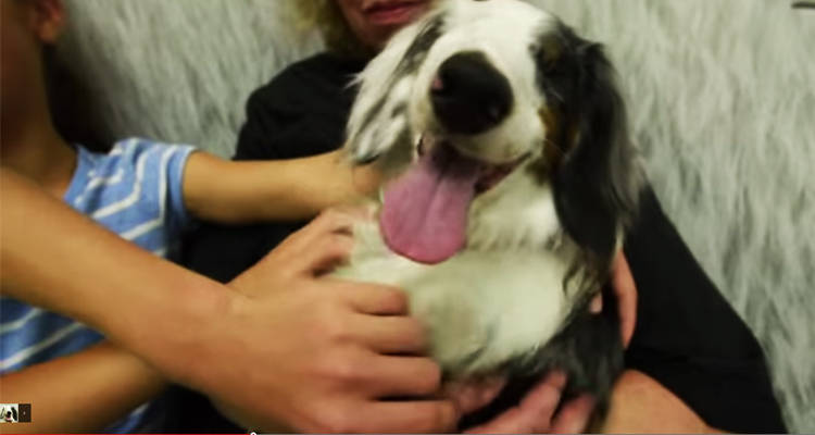 corey perro ciego rescatado video humane society