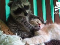 video mapache gatito juegan besitos
