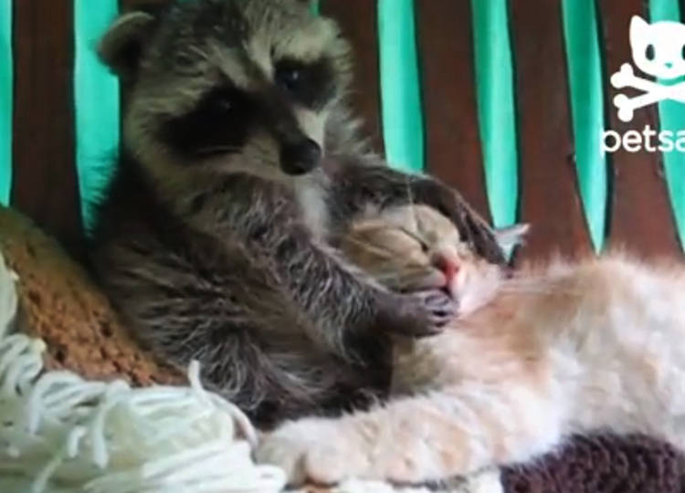 video mapache gatito juegan besitos