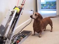 video maquina lanza bolas para perros