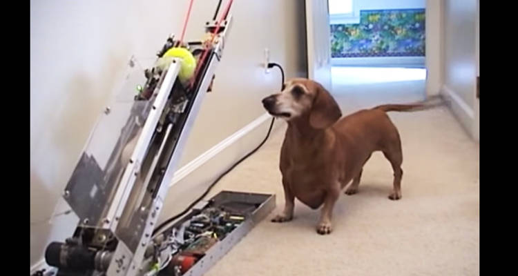 video maquina lanza bolas para perros