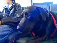 video perro monta solo en bus al parque