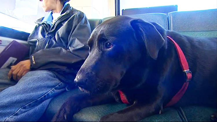 video perro monta solo en bus al parque