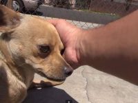 video rescate perra cachorros