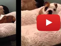 video viral cachorro bulldog salta en cama nueva