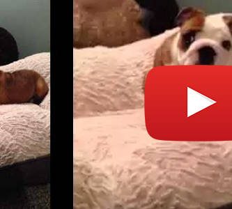 video viral cachorro bulldog salta en cama nueva