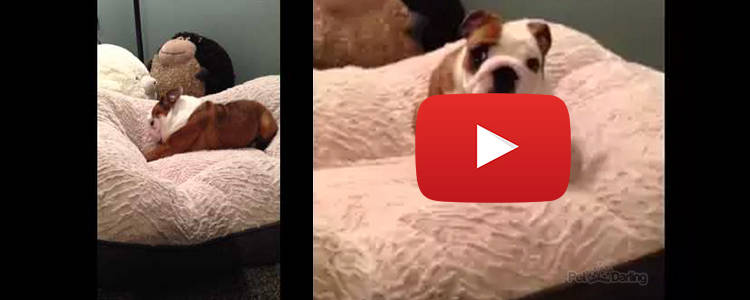 video viral cachorro bulldog salta en cama nueva