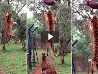 Tigre salta comida carne video viral