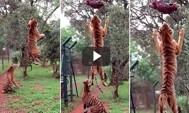 Tigre salta comida carne video viral