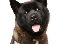 Akita americano