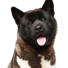 Akita Americano