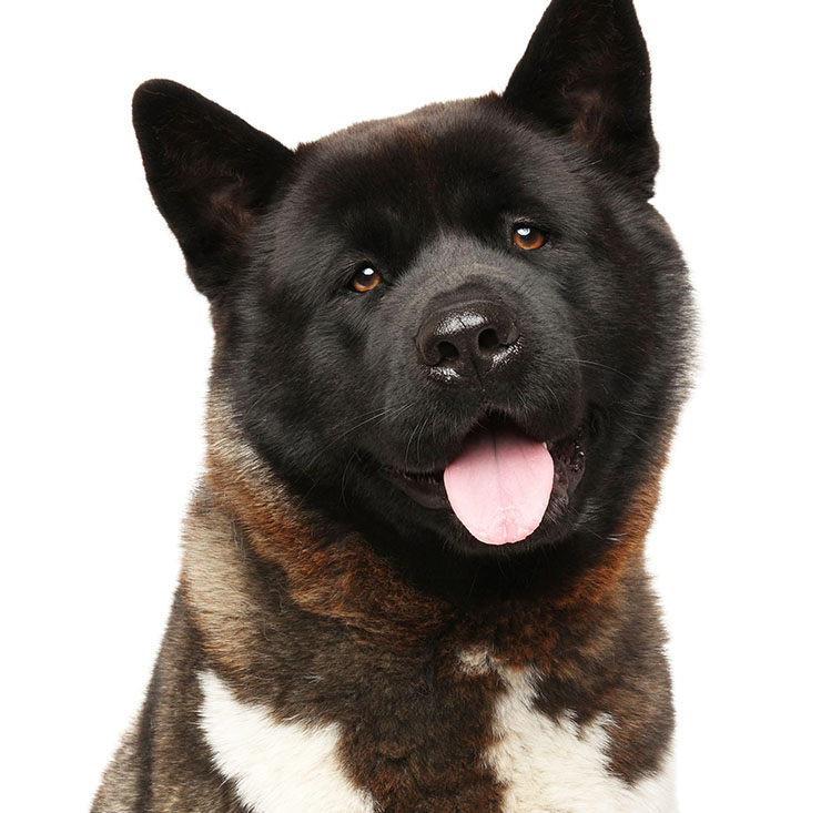 Akita americano