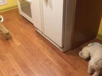 perro odia comer solo video