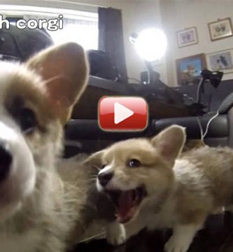 video perros corgui cachorros