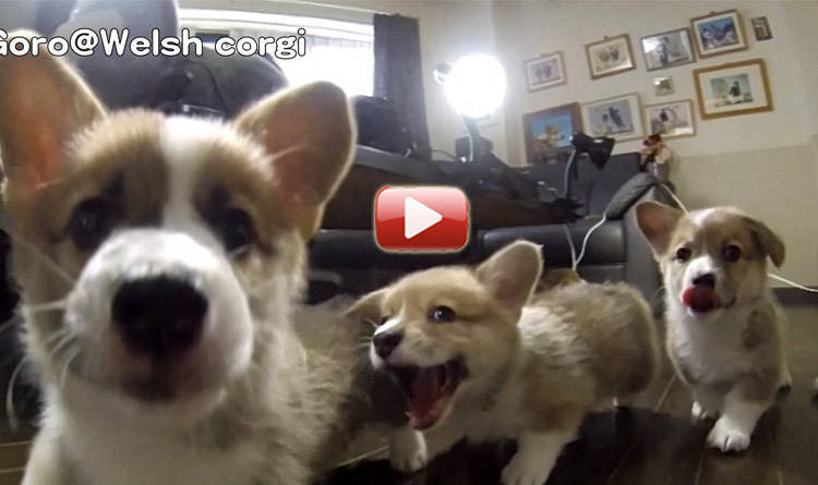 video perros corgui cachorros
