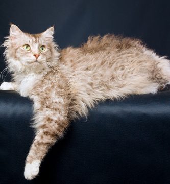 gato raza La Perm