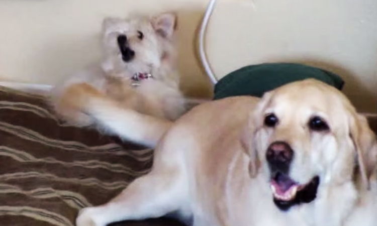 La felicidad del labrador