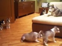 Mamá Husky