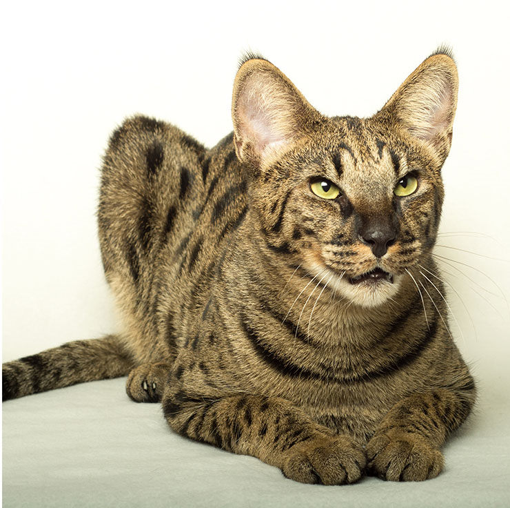 gato savannah