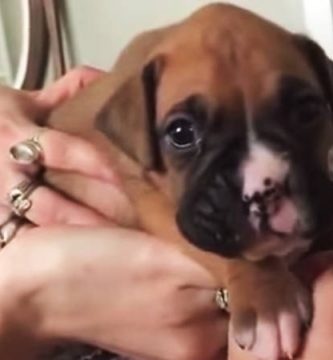 video cachorro boxer 3 semanas aulla