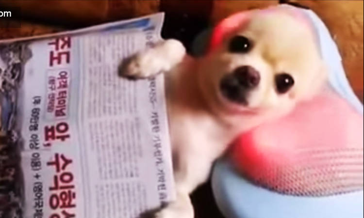 video perro masaje cabeza chihuahua