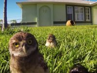 video buhos bailando go pro