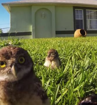 video buhos bailando go pro