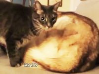 Video gato duerme se acomoda perro husky